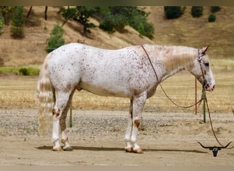 Appaloosa, Castrone, 9 Anni, 150 cm, Sauro ciliegia