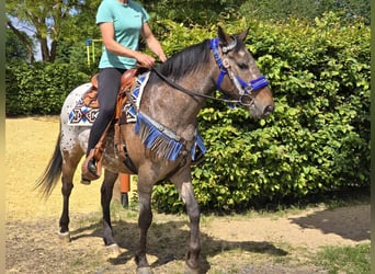 Appaloosa, Castrone, 9 Anni, 151 cm, Leopard