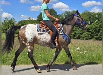 Appaloosa, Castrone, 9 Anni, 151 cm, Leopard