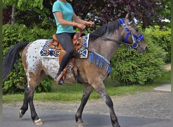 Appaloosa, Castrone, 9 Anni, 151 cm, Leopard