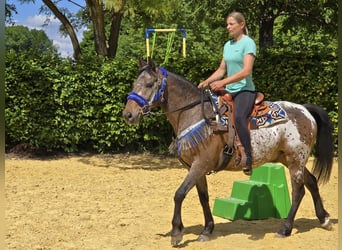 Appaloosa, Castrone, 9 Anni, 151 cm, Leopard