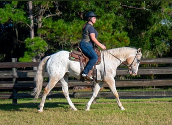 Appaloosa, Castrone, 9 Anni, 155 cm, Palomino