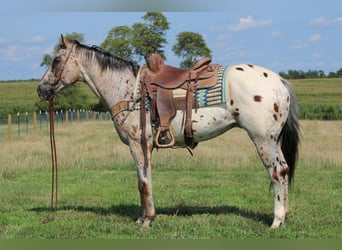 Appaloosa, Castrone, 9 Anni, 155 cm, Sauro ciliegia