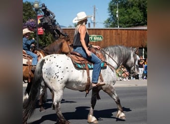 Appaloosa, Castrone, 9 Anni, 157 cm, Bianco
