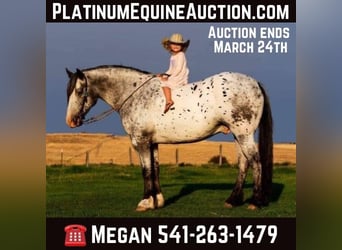 Appaloosa, Castrone, 9 Anni, 157 cm, Bianco