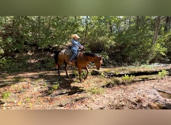 Appaloosa, Castrone, 9 Anni, 160 cm, Baio ciliegia