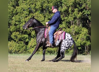 Appaloosa, Castrone, 9 Anni, Morello