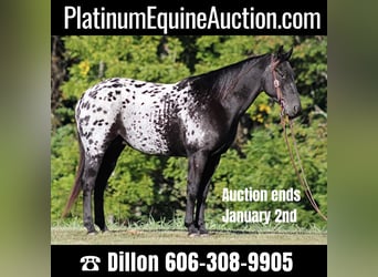 Appaloosa, Castrone, 9 Anni, Morello