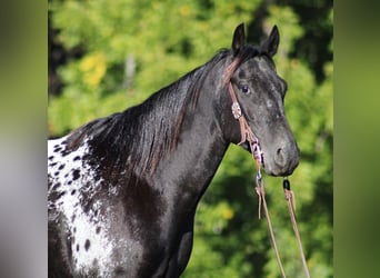 Appaloosa, Castrone, 9 Anni, Morello