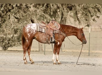 Appaloosa, Castrone, 9 Anni, Sauro ciliegia