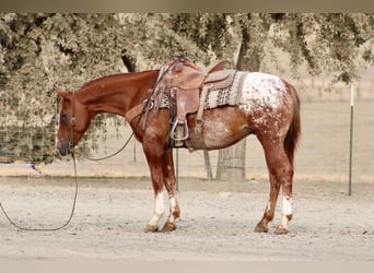 Appaloosa, Castrone, 9 Anni, Sauro ciliegia