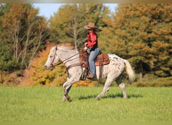 Appaloosa, Castrone, 9 Anni, Sauro scuro