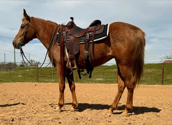Appaloosa, Castrone, 9 Anni, Sauro scuro