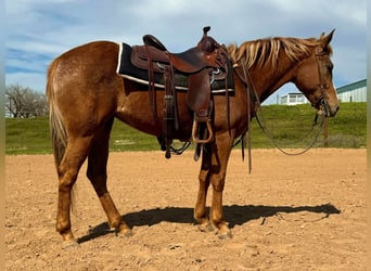 Appaloosa, Castrone, 9 Anni, Sauro scuro