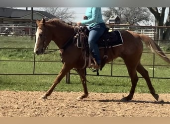 Appaloosa, Castrone, 9 Anni, Sauro scuro
