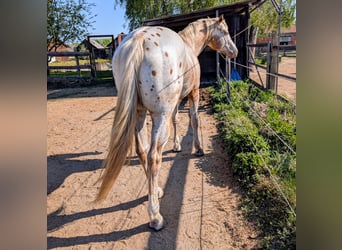 Appaloosa, Étalon, 10 Ans, 158 cm, Isabelle