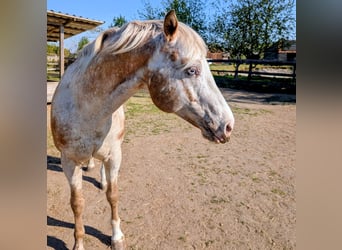 Appaloosa, Étalon, 10 Ans, 158 cm, Isabelle
