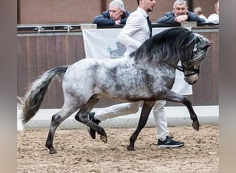 Appaloosa, Étalon, 11 Ans, 111 cm, Léopard