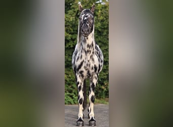 Appaloosa, Étalon, 12 Ans, 162 cm, Léopard