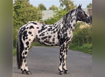 Appaloosa, Étalon, 12 Ans, 162 cm, Léopard