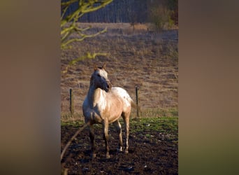 Appaloosa, Étalon, 15 Ans, Rouan Rouge