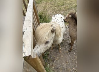 Appaloosa, Étalon, 17 Ans, 76 cm, Léopard