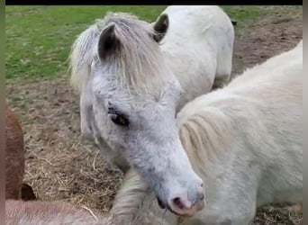 Appaloosa, Étalon, 1 Année, 122 cm, Léopard