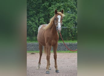 Appaloosa, Étalon, 1 Année, 145 cm, Alezan