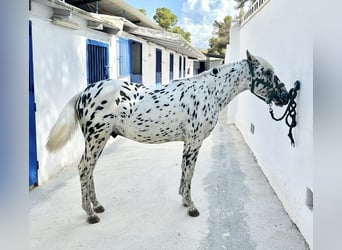 Appaloosa, Étalon, 1 Année, 145 cm, Léopard