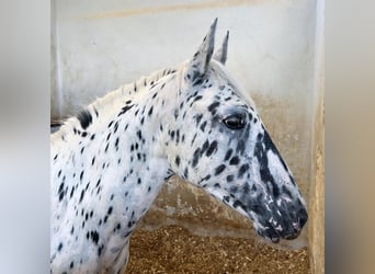 Appaloosa, Étalon, 1 Année, 145 cm, Léopard