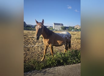Appaloosa Croisé, Étalon, 1 Année, 145 cm, Léopard