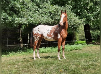 Appaloosa, Étalon, 1 Année, 148 cm, Bai