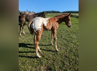 Appaloosa, Étalon, 1 Année, 155 cm, Alezan brûlé