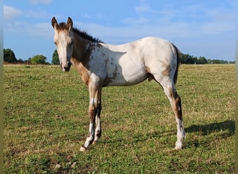 Appaloosa, Étalon, 1 Année, 155 cm, Buckskin