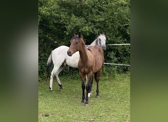 Appaloosa, Étalon, 1 Année, 155 cm, Buckskin