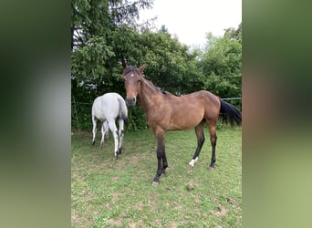 Appaloosa, Étalon, 1 Année, 155 cm, Buckskin