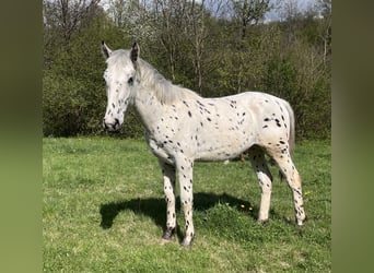 Appaloosa, Étalon, 1 Année, 155 cm, Noir