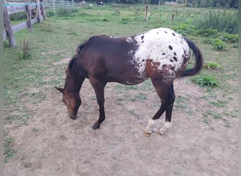 Appaloosa, Étalon, 1 Année, 156 cm, Alezan dun