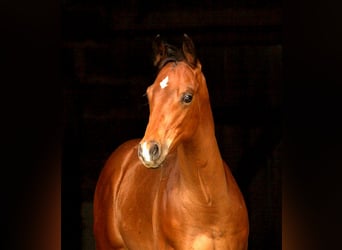 Appaloosa, Étalon, 1 Année, 160 cm, Bai