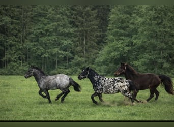 Appaloosa, Étalon, 1 Année, 160 cm
