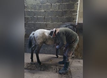 Appaloosa, Étalon, 1 Année, 160 cm, Grullo