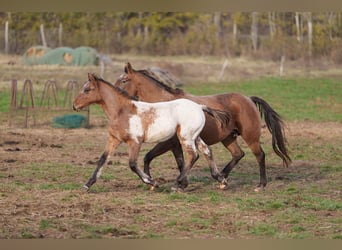 Appaloosa, Étalon, 1 Année, 160 cm, Léopard