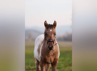 Appaloosa, Étalon, 1 Année, 160 cm, Léopard