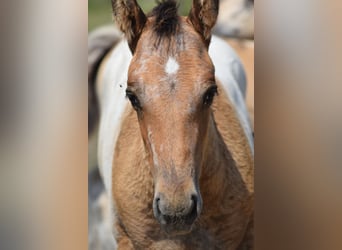 Appaloosa, Étalon, 1 Année, 160 cm, Léopard