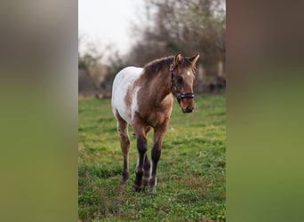 Appaloosa, Étalon, 1 Année, 160 cm, Léopard