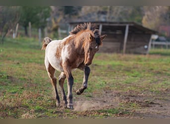 Appaloosa, Étalon, 1 Année, 160 cm, Léopard