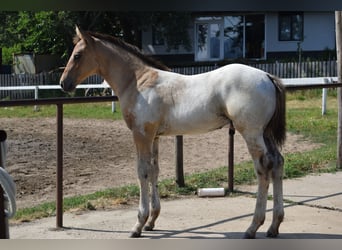 Appaloosa, Étalon, 1 Année, 160 cm, Léopard