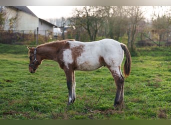 Appaloosa, Étalon, 1 Année, 160 cm, Léopard