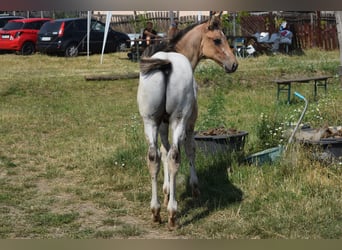 Appaloosa, Étalon, 1 Année, 160 cm, Léopard