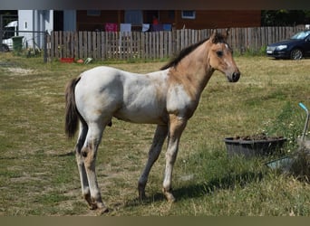 Appaloosa, Étalon, 1 Année, 160 cm, Léopard